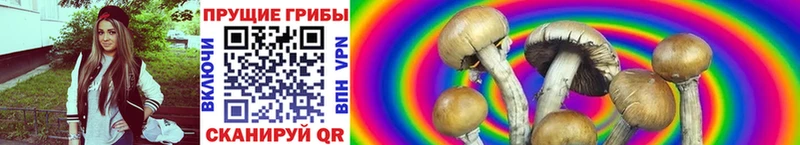 кракен ссылки  Калач  Галлюциногенные грибы Magic Shrooms 